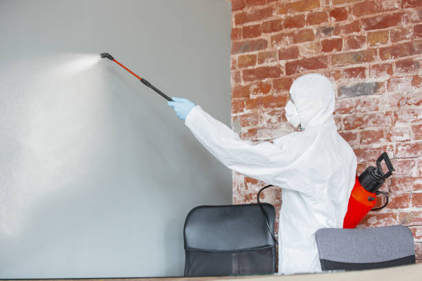 Best Basement Mold Removal  in Paulden, AZ